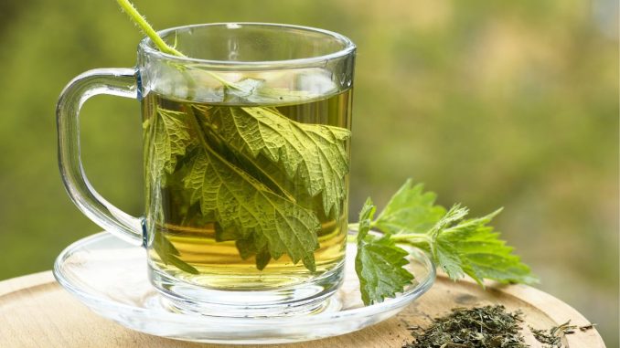 Připravte si kopřivový čaj a objevte léčivou sílu pálivých listů