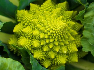 Romanesco: Zelenina, která ve vás vyvolá vzpomínky na hodiny matematiky