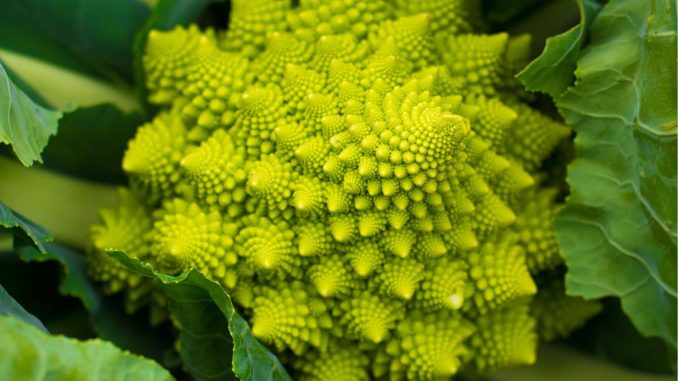 Romanesco: Zelenina, která ve vás vyvolá vzpomínky na hodiny matematiky