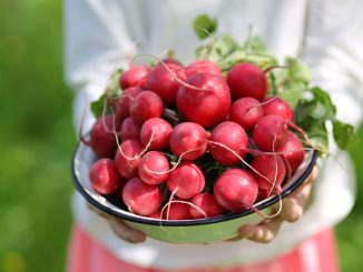 Ředkvičky jsou nízkokalorické a plné vitamínů. Udělejte si z nich salát s vejcem