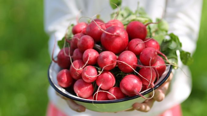 Ředkvičky jsou nízkokalorické a plné vitamínů. Udělejte si z nich salát s vejcem