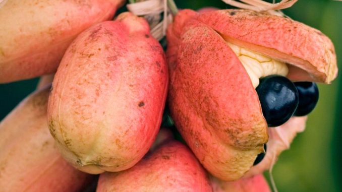 Ackee: Tropické ovoce, které v nezralé podobě způsobuje smrt