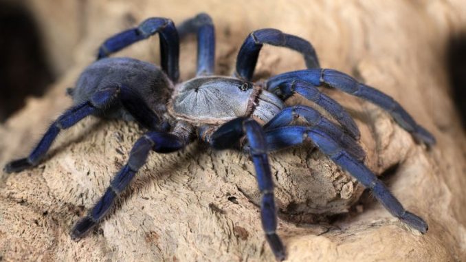 Smažená tarantule: Pochoutka z Kambodže plná bílkovin