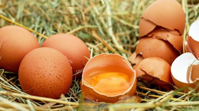Salmonelóza je nejčastější alimentární infekcí. Při přípravě vajec i masa buďte opatrní