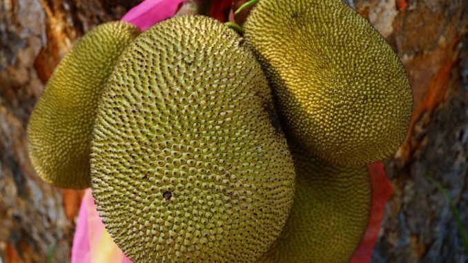 Žakie: Ovoce s masitou texturou se využívá ve vegetariánské kuchyni